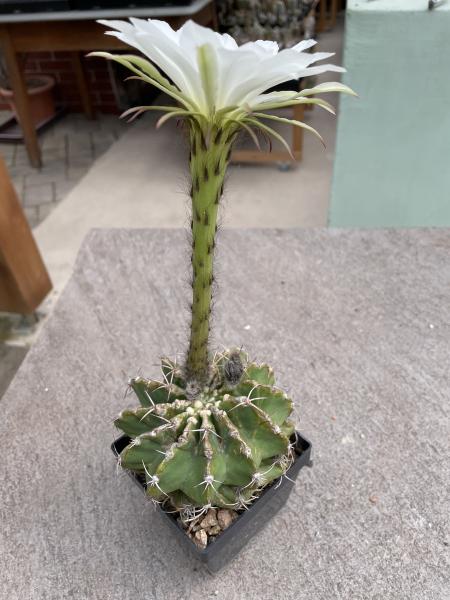 Echinopsis eyriesii